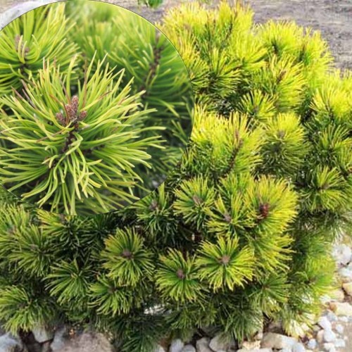 Pinus mugo 'Ophir' - Mägimänd 'Ophir' C4/4L